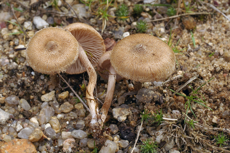 Inocybe lacera